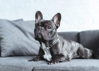 Should You Let Your French Bulldog On The Couch