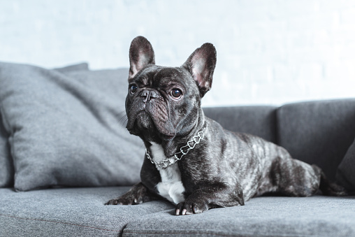 Should You Let Your French Bulldog On The Couch