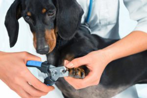 To Cut Black and Tan Coonhound Claws