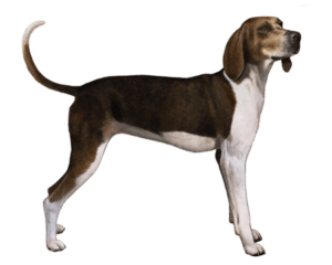 Treeing walker coonhound