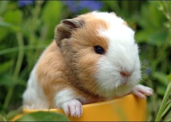 What To Feed Baby Guinea Pigs