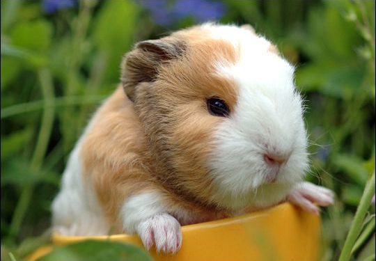 What To Feed Baby Guinea Pigs