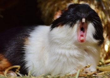 Why Do Guinea Pigs Yawn