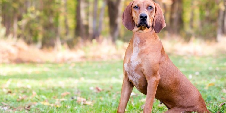 4 Best Dog Crate For Redbone Coonhounds