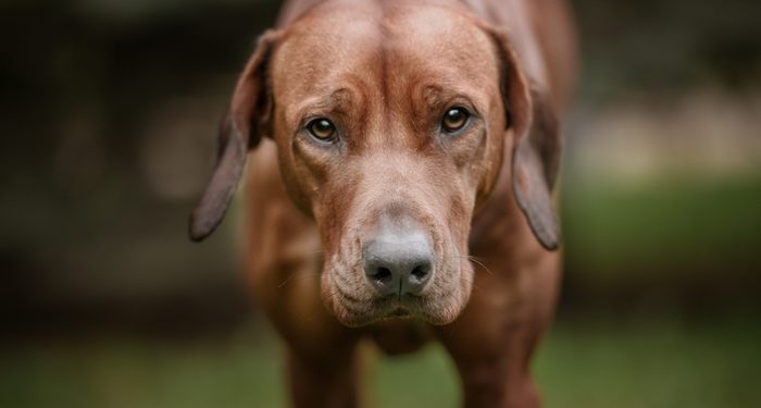 5 Best Brush Redbone Coonhound