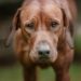 5 Best Brush Redbone Coonhound