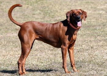 5 Best Collar For Redbone Coonhound