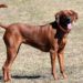 5 Best Collar For Redbone Coonhound