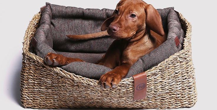 5 Best Dog Beds For Redbone Coonhound