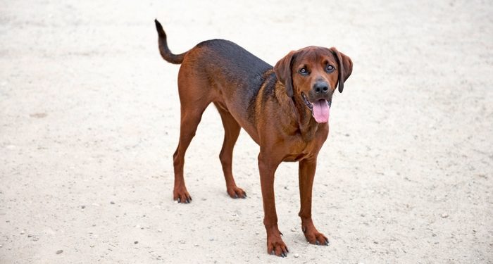 Redbone Coonhound cost
