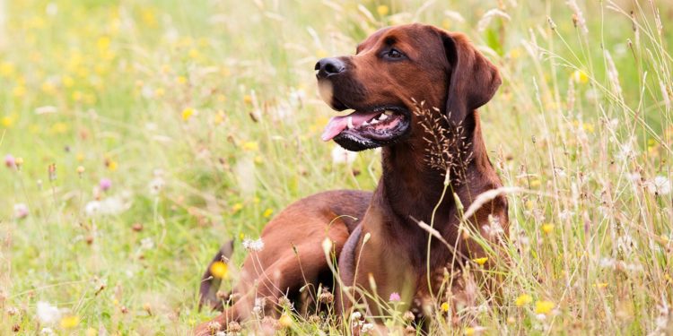 Are Redbone Coonhounds Aggressive
