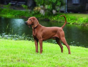 Are Redbone-Coonhounds Good Guard Dogs