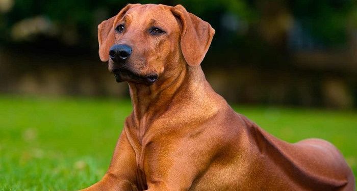 Do Redbone Coonhound Dogs Shed A Lot