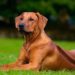 Do Redbone Coonhound Dogs Shed A Lot