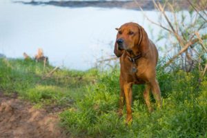 Are Redbone-Coonhounds Good With Cats