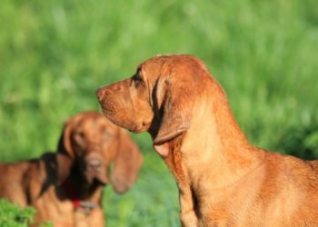 Are Redbone Coonhounds Good With Cats