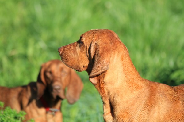 Are Redbone Coonhounds Good With Cats