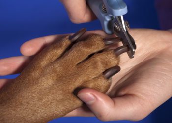 Best Nail Clipper for Redbone Coonhound