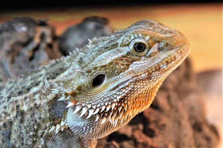 Can Bearded Dragons Eat Alfalfa Sprouts? MyPetCareJoy