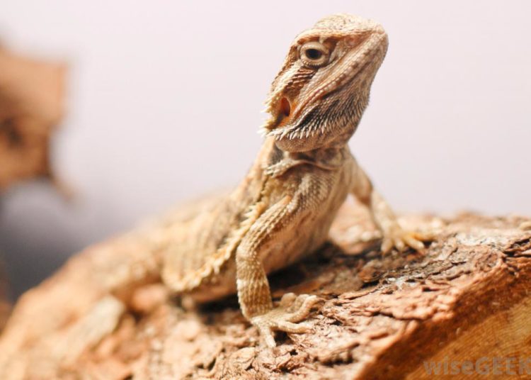What Is a Bearded Dragon’s Life Cycle? Explained MyPetCareJoy