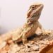 Can Bearded Dragons Eat Applesauce