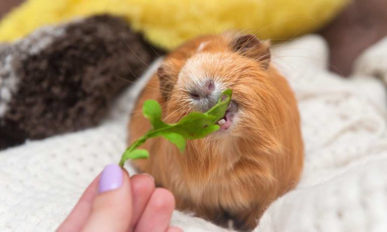 Can Guinea-Pigs Eat Arugula | MyPetCareJoy