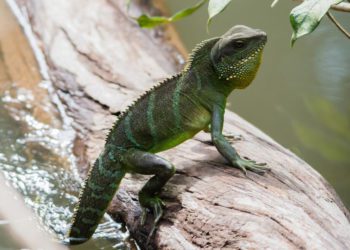 Chinese Water Dragon Care Guide