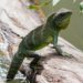 Chinese Water Dragon Care Guide