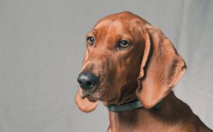 Do Redbone Coonhounds Drool