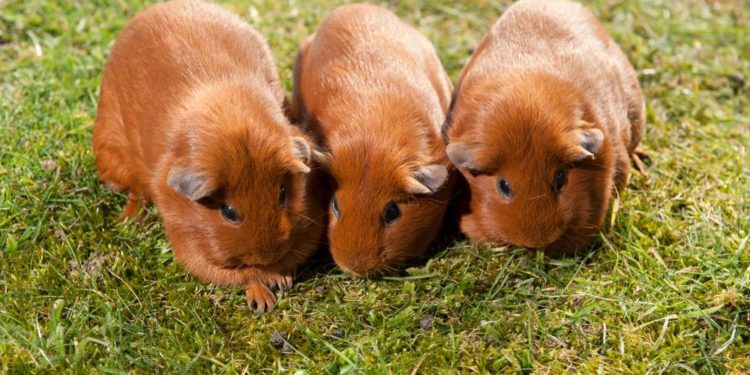 How To Introduce Guinea Pigs To Each Other