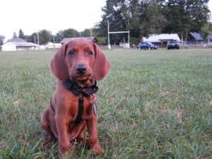 How To Potty Train A Redbone-Coonhound