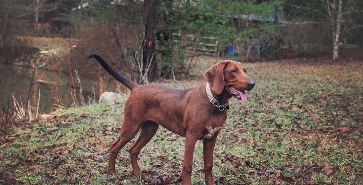 How To Potty Train A Redbone Coonhound
