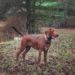 How To Potty Train A Redbone Coonhound