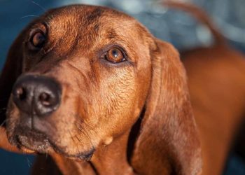 How To Train Your Redbone Coonhound