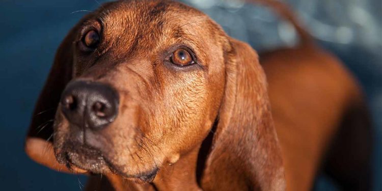 How To Train Your Redbone Coonhound