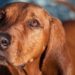 How To Train Your Redbone Coonhound