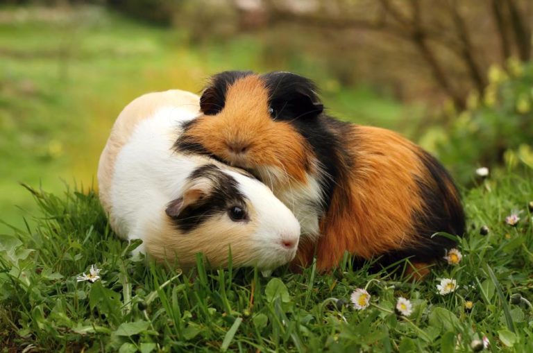 How To Introduce Guinea Pigs To Each Other? MyPetCareJoy
