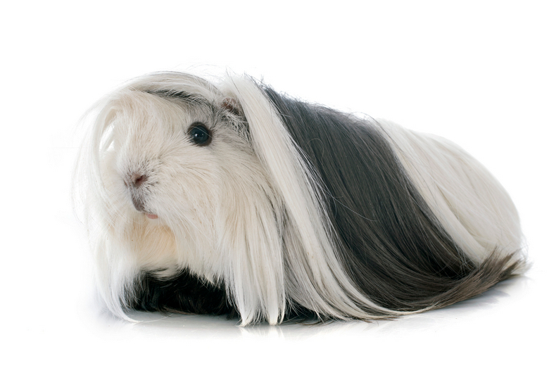 guinea pig