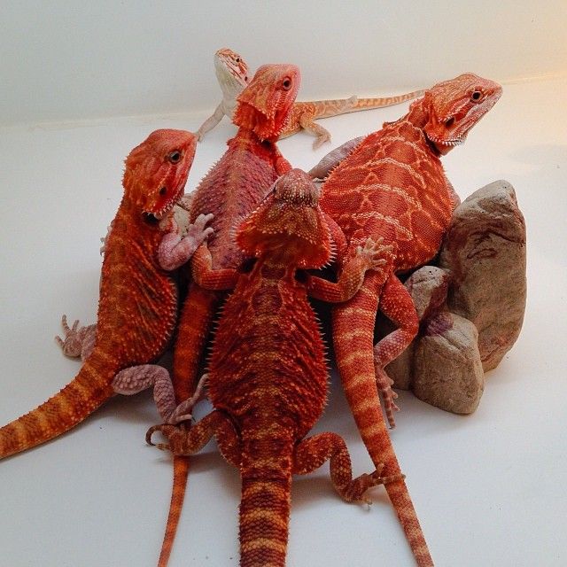 Red Bearded Dragon: Everything You Need To Know | MyPetCareJoy