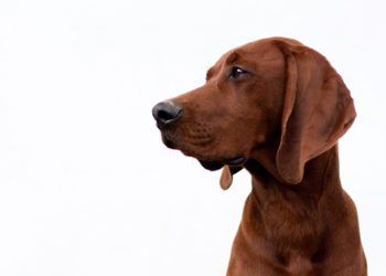 Redbone-Coonhound