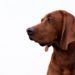 Redbone-Coonhound