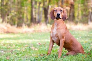 Redbone-Coonhound-Bath