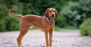 Are Redbone Coonhounds Aggressive