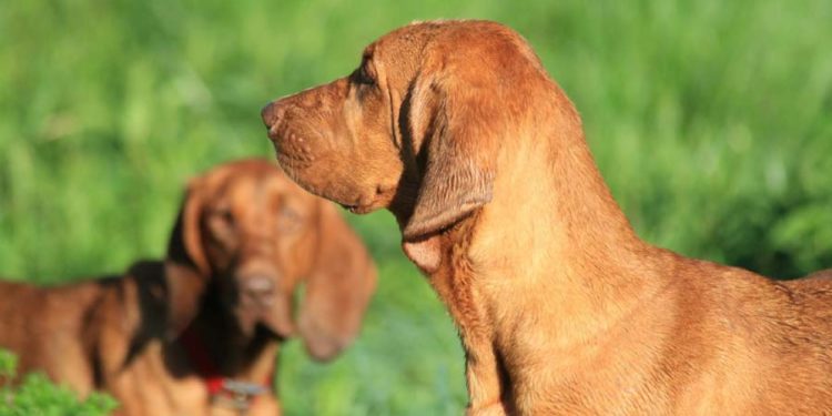 Redbone Coonhound Grooming