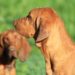 Redbone Coonhound Grooming