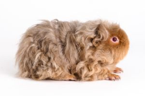 Texel Guinea Pig- Everything You Need To Know