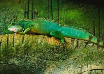5 Best Cage For Chinese Water Dragon
