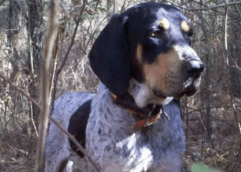 5 Best Collar For Bluetick Coonhound