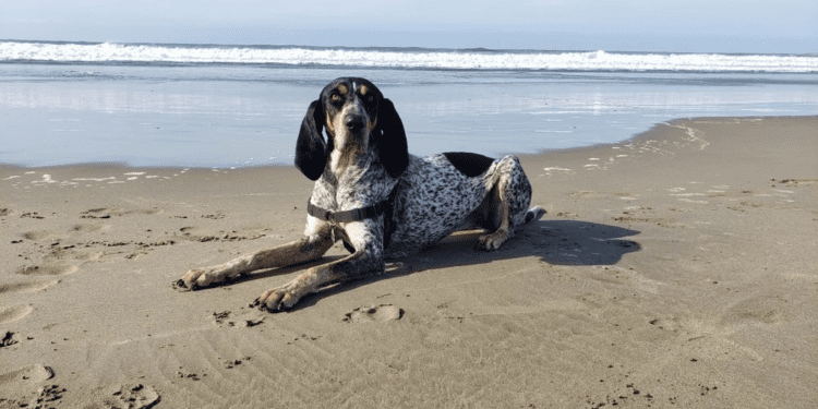 5 Best Dog Crates For Bluetick Coonhound