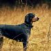 5 Best Dog Hunting Vest For Bluetick Coonhound